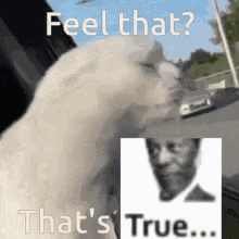 White Cat Looking at Picture Saying Feel That True