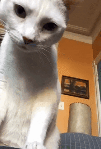 White Cat Looking Forward GIF