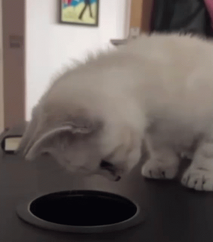 White Cat Looking Into Hole in Table