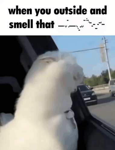 White Cat Looking Out Car Window Saying When You Outside And Smell That GIF