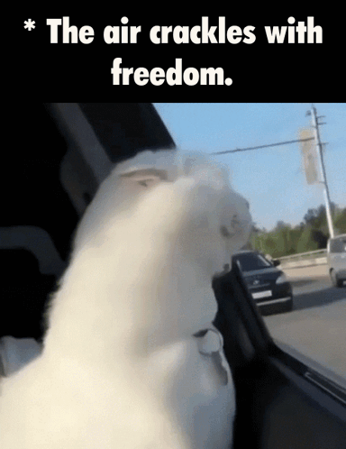 White Cat Looking Out Car Window The Air Crackles With Freedom