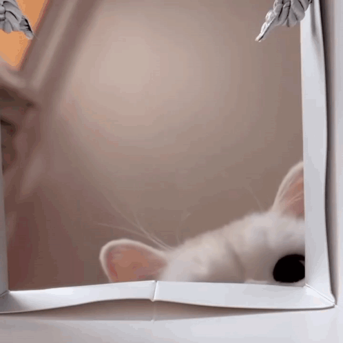 White Cat Looking Out Window