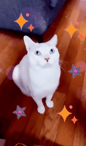 White Cat Looking Up GIF