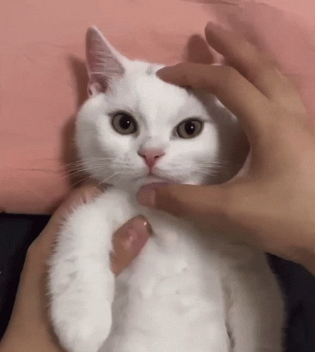 White Cat Lover Face Pinching GIF