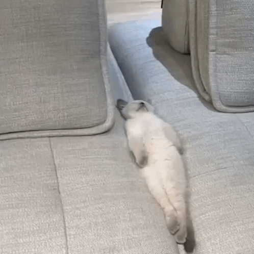 White Cat Lying Crossed Legs