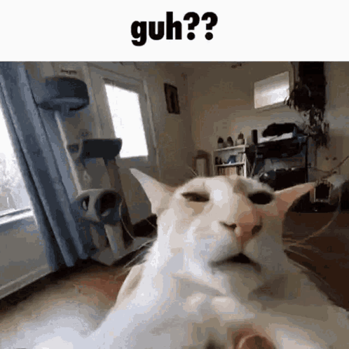 White Cat Lying Down With Guh GIF