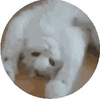 White Cat Lying in Circle