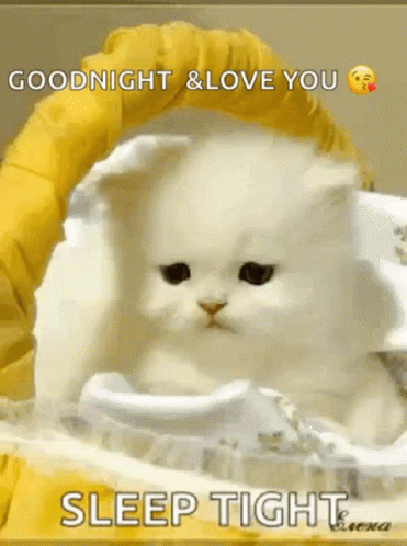 White Cat Lying in Yellow Blanket Saying Goodnight