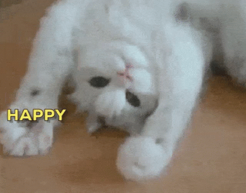 White Cat Lying On Back Happy GIF