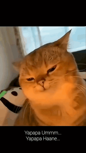 White Cat Lying On Back On Bed GIF