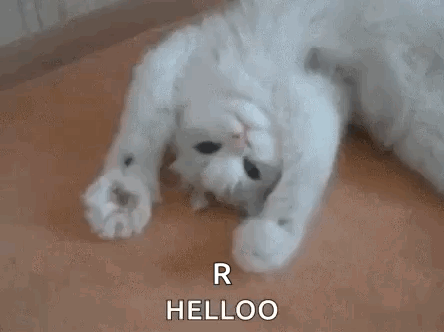 White Cat Lying On Back R Helloo GIF