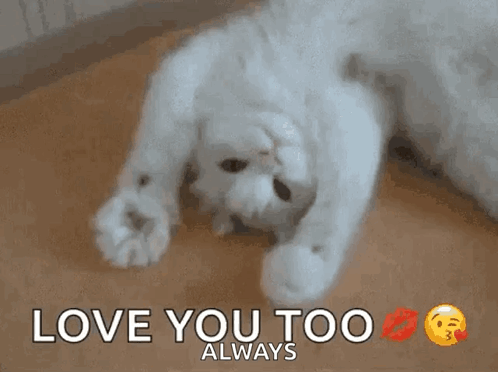 White Cat Lying on Back Saying Love You Too Always