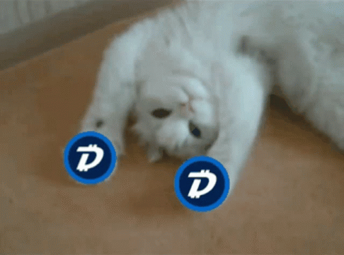 White Cat Lying On Back With Blue D Circles GIF