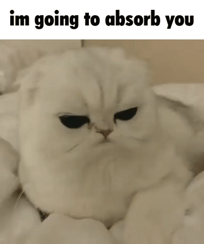 White Cat Lying on Bed Im Going to Absorb You