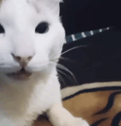 White Cat Lying on Bed