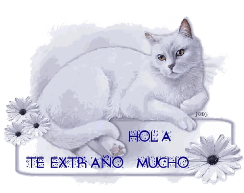 White Cat Lying on Hola Te Extraño Mucho Sign