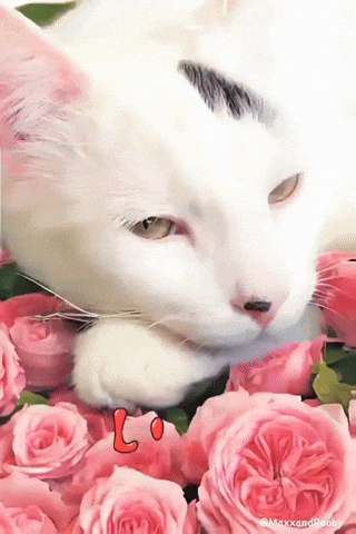 White Cat Lying On Pink Roses GIF