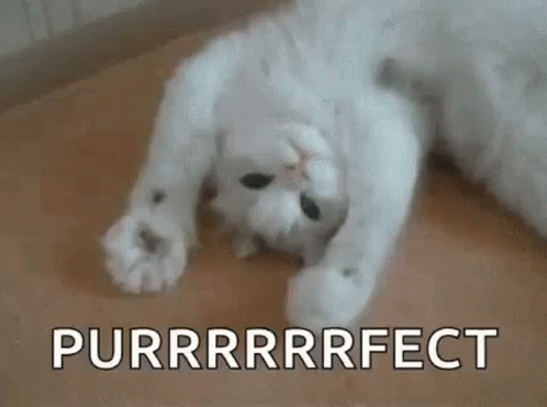 White Cat Lying on Wooden Floor