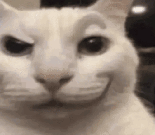 White Cat Making Funny Face