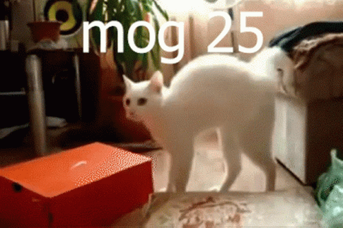 White Cat Next to Red Box 25