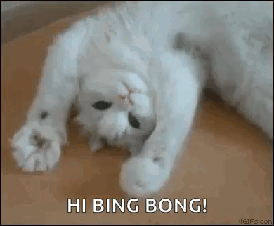 White Cat On Back Saying Hi Bing Bong GIF