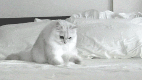 White Cat On Bed GIF