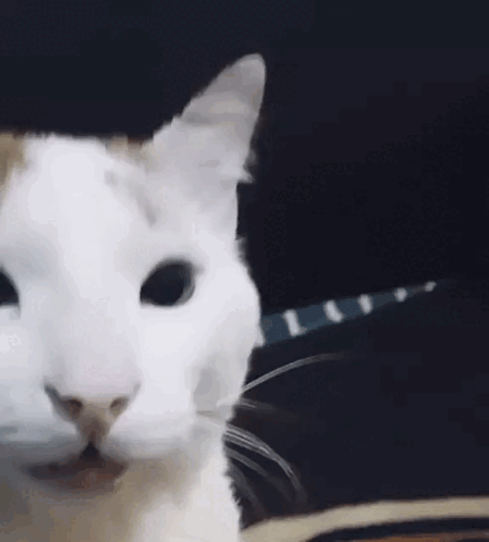 White Cat On Black Background Looking At Camera GIF