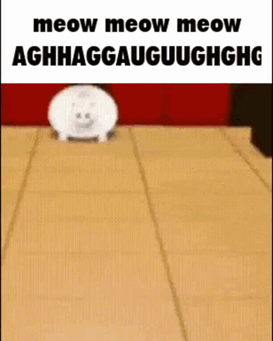White Cat on Cardboard Meow Meow Meow Aghhaggauuughhghg