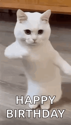 White Cat On Hind Legs Saying Happy Birthday GIF