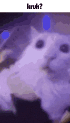 White Cat on Purple Background with Kruh