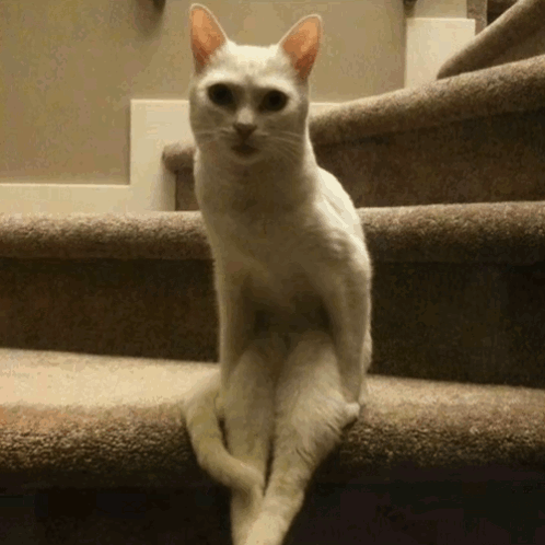 White Cat on Stairs Looking at Camera