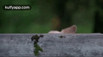 White Cat Peeking Over Fence GIF