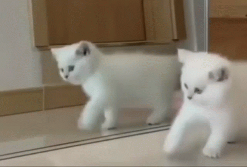 White Cat Playing In The Mirror GIF