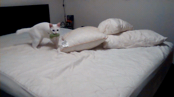 White Cat Playing On Bed GIF