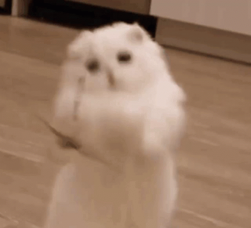 White Cat Playing With Toy GIF