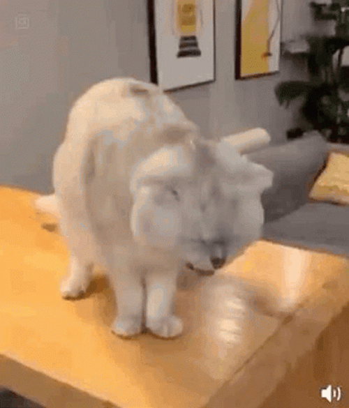 White Cat Puking GIF