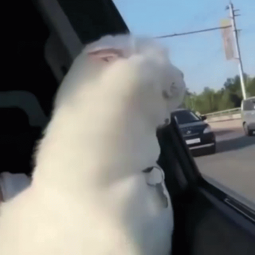 White Cat Road Trip GIF