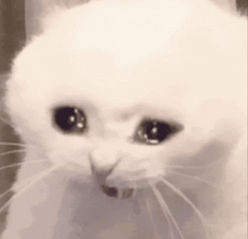 White Cat Sad Eyes