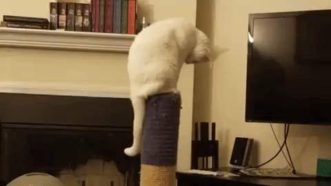 White Cat Sad Yet Playful On Tower GIF
