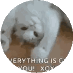White Cat Saying Everything Is Good