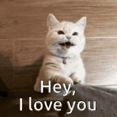 White Cat Saying Hey I Love You GIF