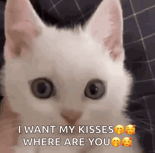 White Cat Saying I Want My Kisses Where Are You