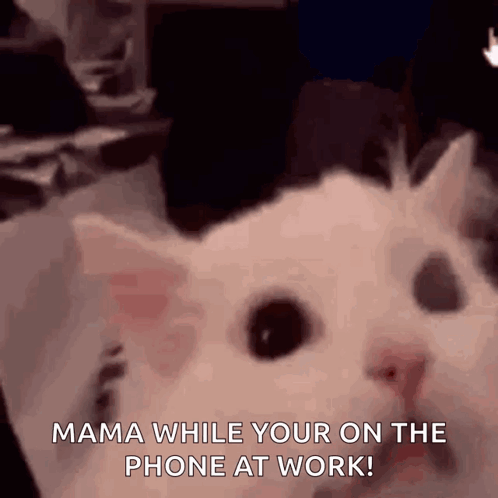 White Cat Saying Mama