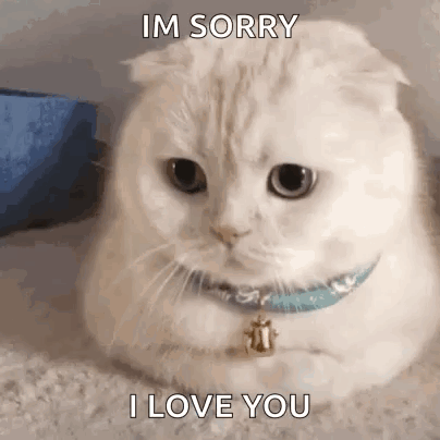 White Cat Saying Sorry And I Love You GIF
