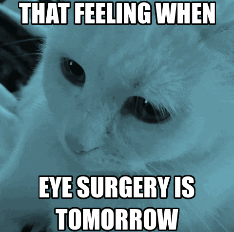 White Cat Saying That Feeling When Eye Surgery Is Tomorrow