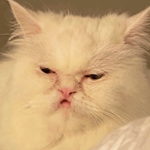 White Cat Serious Close Up