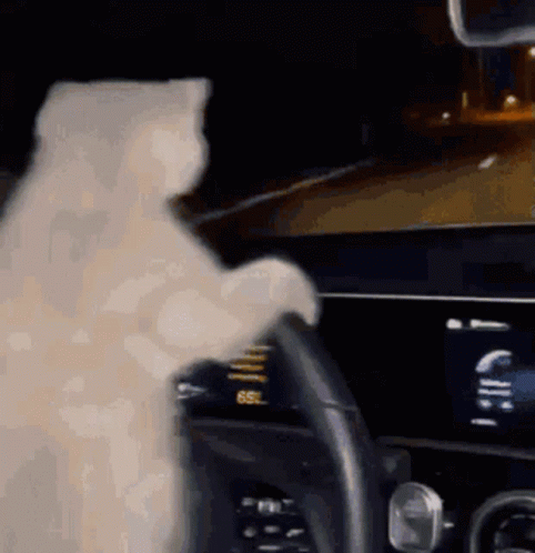 White Cat Sitting at Car Steering Wheel at Night