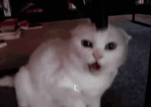 White Cat Sitting Beside Letter T GIF