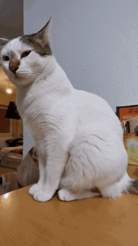 White Cat Sitting By Chicken Box GIF