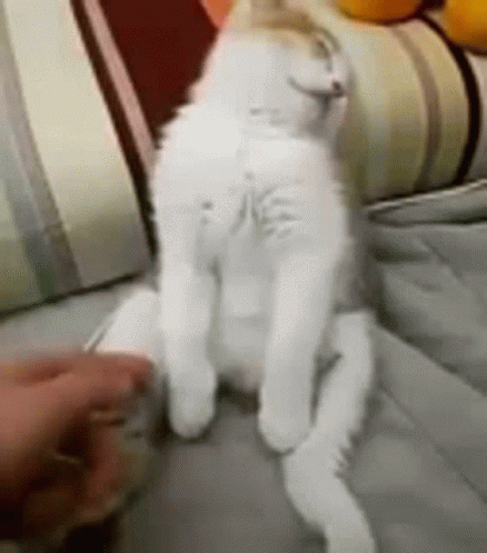 White Cat Sitting Cross-Legged GIF